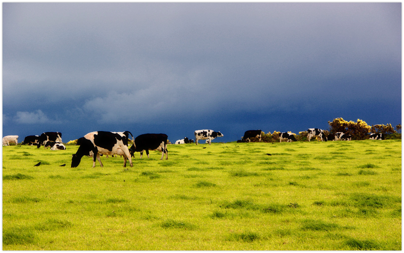 Week 1: Dairy Cows Victorious in Heavyweight Battle