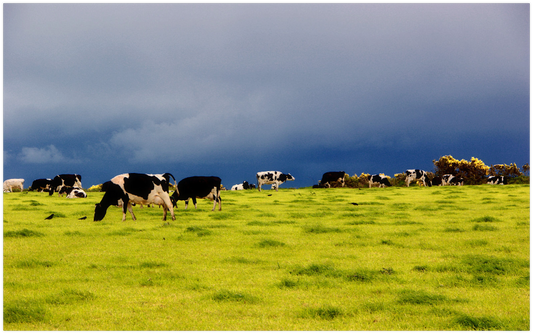 Week 1: Dairy Cows Victorious in Heavyweight Battle